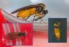Athalia cordata